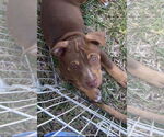 Small American Pit Bull Terrier Mix