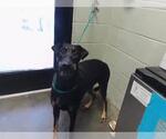 Small Doberman Pinscher Mix