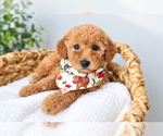 Puppy Tank Goldendoodle (Miniature)