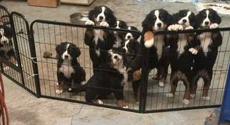 Bernese Mountain Dog Puppy for sale in MAPLE FALLS, WA, USA