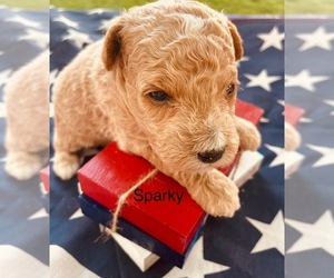 Poodle (Toy) Puppy for sale in MATTOON, IL, USA