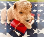 Image preview for Ad Listing. Nickname: Sparky