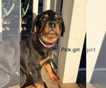 Small #2 Rottweiler