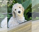 Small Photo #13 Goldendoodle Puppy For Sale in EL MIRAGE, AZ, USA
