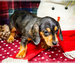 Small #1 Dachshund