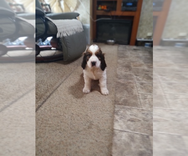 Medium Photo #6 English Springer Spaniel Puppy For Sale in GLEN SAINT MARY, FL, USA