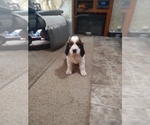 Small #5 English Springer Spaniel