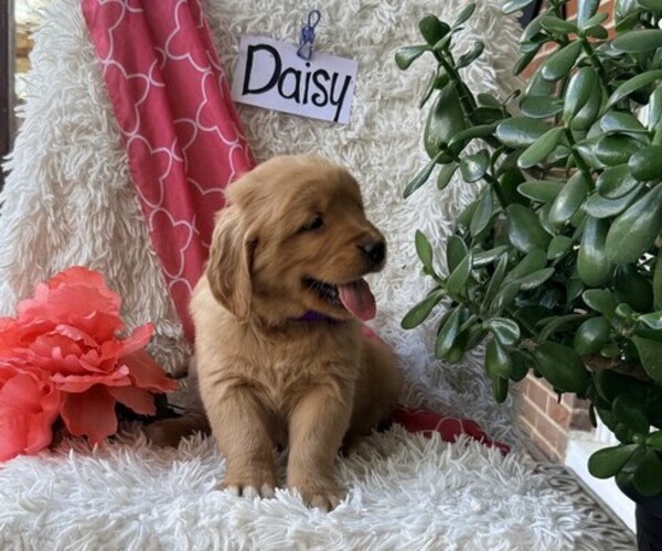 Medium Photo #3 Golden Retriever Puppy For Sale in THORP, WI, USA