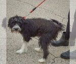 Small Photo #3 Mutt Puppy For Sale in Huntley, IL, USA