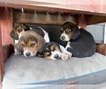 Small #8 Beagle