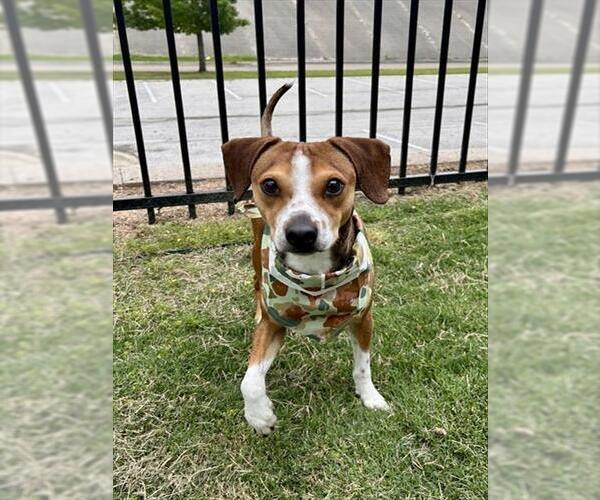 Medium Photo #2 Beagle-Unknown Mix Puppy For Sale in Temple, TX, USA