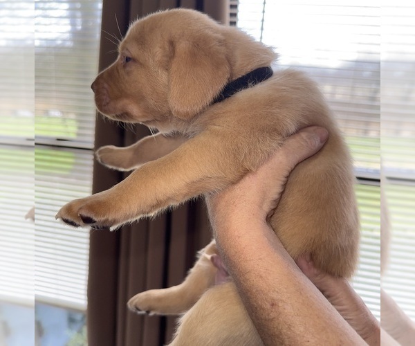 Medium Photo #32 Labrador Retriever Puppy For Sale in ELIZABETH, WV, USA