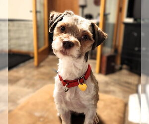 Miniature Schnauzer-Unknown Mix Dogs for adoption in Fargo, ND, USA