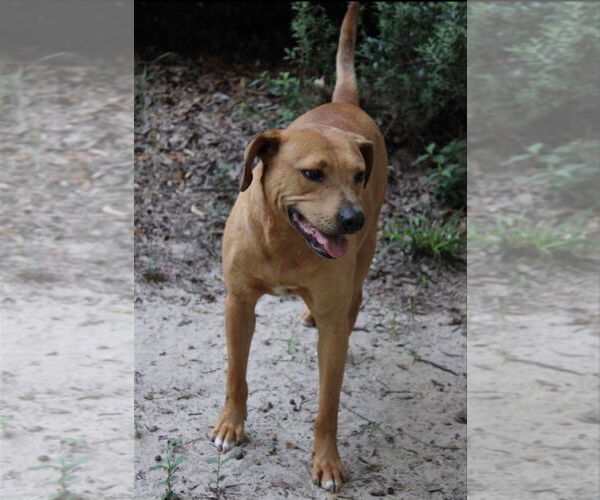 Medium Photo #3 Labrador Retriever-Unknown Mix Puppy For Sale in Ocean Springs, MS, USA