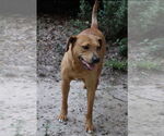 Small #2 Labrador Retriever Mix