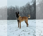 Small #5 Belgian Malinois