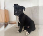 Small Dutch Shepherd -Labrador Retriever Mix