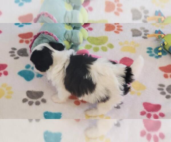 Medium Photo #5 Papitese Puppy For Sale in ORO VALLEY, AZ, USA
