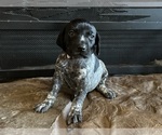 Puppy Light purple German Shorthaired Pointer