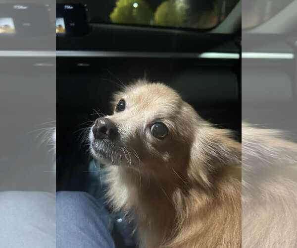 Medium Photo #3 Chiranian Puppy For Sale in Minneapolis, MN, USA