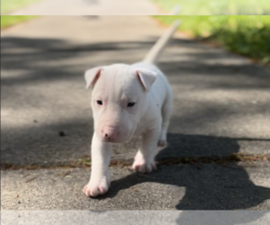 Bull Terrier Puppy for Sale in OXFORD, North Carolina USA