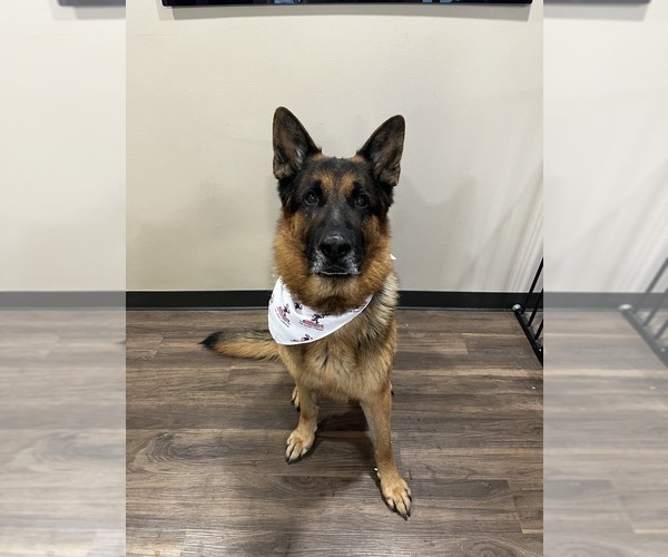 Medium Photo #9 German Shepherd Dog Puppy For Sale in HANSON, KY, USA