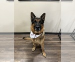 Small #8 German Shepherd Dog