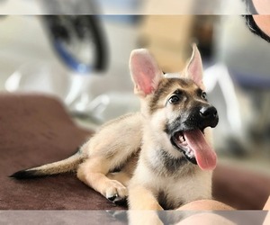 German Shepherd Dog Puppy for Sale in HOLLYWOOD, Florida USA