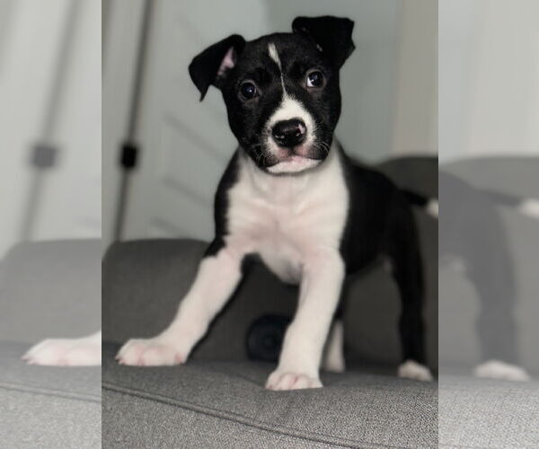 Medium Photo #14 Labrador Retriever Puppy For Sale in The Woodlands, TX, USA