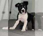 Small #13 Labrador Retriever