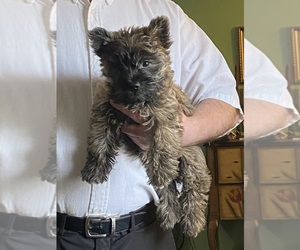 Cairn Terrier Puppy for sale in ROCKFORD, IL, USA