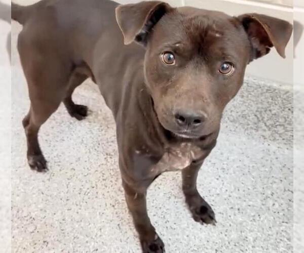 Medium Photo #2 Labrador Retriever Puppy For Sale in Houston, TX, USA