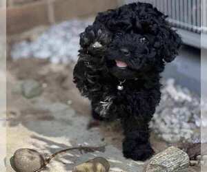 Poovanese Puppy for sale in WADSWORTH, OH, USA