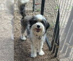 Small Bearded Collie Mix