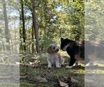 Small #3 Cavachon