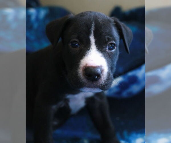 Medium Photo #9 Chinese Shar-Pei-Labrador Retriever Mix Puppy For Sale in Attalka, AL, USA