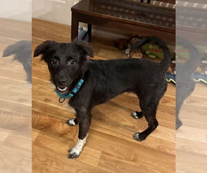 Border Collie Dogs for adoption in Westminster, MD, USA