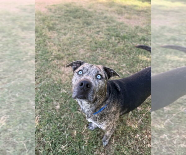 Medium Photo #6 Boxerhoula Puppy For Sale in Chandler, AZ, USA