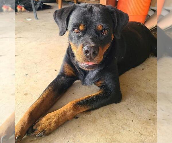 Medium Photo #3 Rottweiler Puppy For Sale in San Antonio, TX, USA