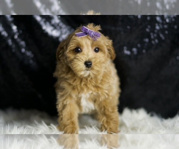 Medium Photo #5 Maltipoo Puppy For Sale in WARSAW, IN, USA