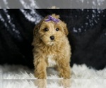 Small #4 Maltipoo