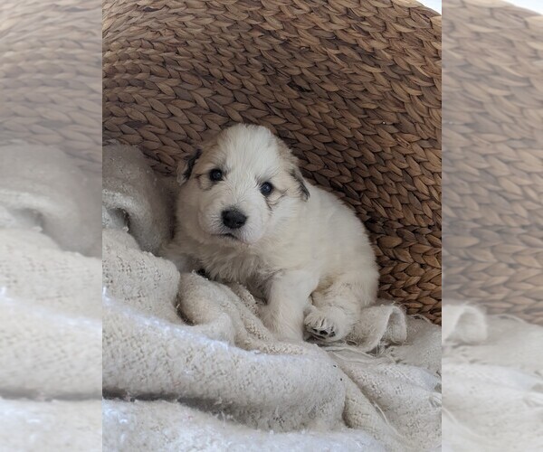 Full screen Photo #76 Great Pyrenees Puppy For Sale in FALCON, CO, USA