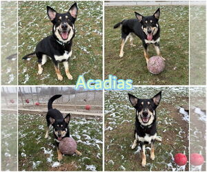 German Shepherd Dog-Unknown Mix Dogs for adoption in Pierceton , IN, USA