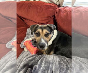 Medium Beagle Mix