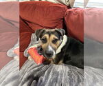 Small Beagle Mix