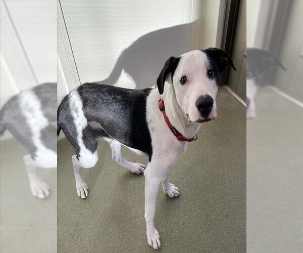 Medium Photo #2 Labrador Retriever-Unknown Mix Puppy For Sale in Lee's Summit, MO, USA