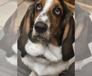 Basset Hound Dogs for adoption in Petaluma, CA, USA