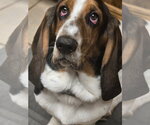 Small Basset Hound