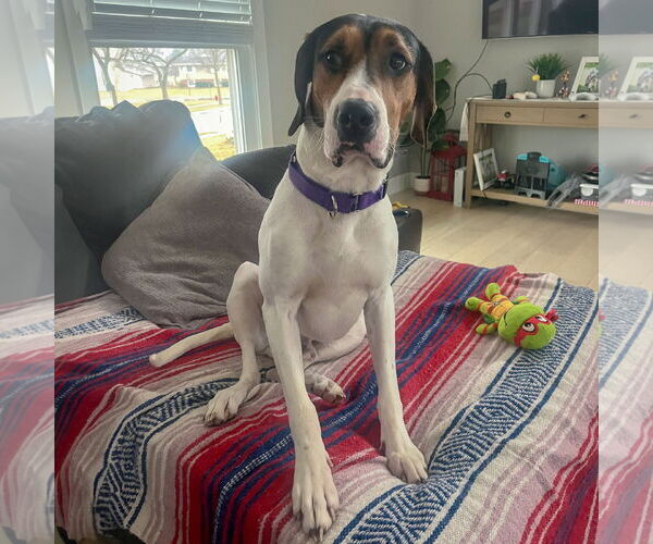 Medium Photo #16 Treeing Walker Coonhound Puppy For Sale in Huntley, IL, USA