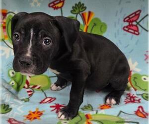 Mutt Dogs for adoption in HESPERIA, CA, USA